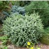 Picea sitchensis 'Tenas' - smrk sitka