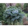 Picea sitchensis 'Wiesje' - smrk sitka