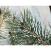 Picea smithiana - smrk indický