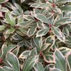 Pieris japonica 'Little Frosty' - pieris japonský