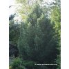 Pinus cembra - borovice limba