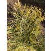 Pinus cembra 'Aureovariegata' - borovice limba