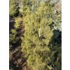 Pinus cembra balové - borovice limba