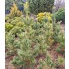 Pinus cembra balové - borovice limba