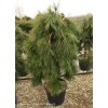 Pinus densiflora 'Pendula' - borovice hustokvětá