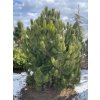 Pinus leucodermis - borovice bělokorá