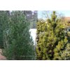 Pinus leucodermis - borovice bělokorá