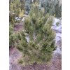 Pinus leucodermis 'Compact Gem'