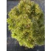 Pinus mugo 'Allgaeu' - borovice kleč