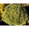 Pinus mugo 'Boží Dar' WB - borovice kleč