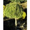 Pinus mugo 'Boží Dar' WB kmínek - Borovice kleč