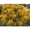 Pinus mugo 'Carstens Wintergold'
