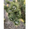 Pinus mugo 'Jakobsen' WB - borovice kleč