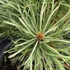 Pinus mugo 'Milky Way' - borovice kleč