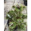 Pinus mugo 'Minima Kalouš' - borovice kleč