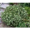 Pinus mugo 'Minima Kalouš' - borovice kleč