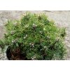 Pinus mugo 'Miniparadekissen' - borovice kleč