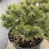 Pinus mugo 'Nerost' - borovice kleč