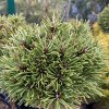 Pinus mugo 'Spiralis' - borovice kleč