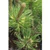 Pinus mugo 'Sunshine' - borovice kleč