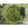 Pinus mugo 'Varella' - borovice kleč