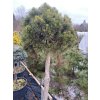 Pinus mugo 'Varella' kmínek - borovice kleč