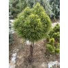 Pinus mugo 'Varella' kmínek - borovice kleč
