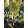 Pinus mugo 'Varella' kmínek - borovice kleč
