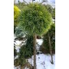 Pinus mugo 'Varella' kmínek balové - borovice kleč