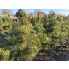 Pinus nigra - borovice černá