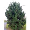 Pinus nigra - borovice černá
