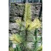 Pinus nigra 'Aurea' - borovice černá