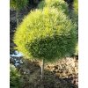 Pinus nigra 'Bambino' kmínek - borovice černá
