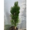 Pinus nigra 'Green Rocket' - borovice černá