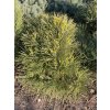 Pinus nigra 'Nana Wuerstle' - borovice černá
