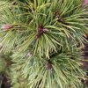 Pinus nigra 'Ola' - borovice černá