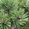 Pinus nigra 'Pinc' - borovice černá