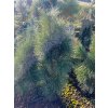 Pinus nigra 'Pyramidalis' balové - borovice černá