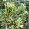 Pinus parviflora Fukai