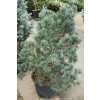 Pinus parviflora 'Negishi' - borovice drobnokvětá