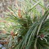 Pinus parviflora 'Tanima No Yuki'