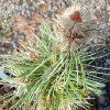 Pinus parviflora 'Tanima No Yuki'