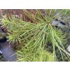 Pinus pinea 'Silver Crest' - borovice pinea