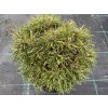 Pinus pseudopumilio 'David Holubec SŠ' - borovice blatka
