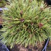 Pinus pseudopumilio 'David Holubec SŠ' - borovice blatka
