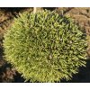 Pinus pseudopumilio 'David Holubec SŠ' - borovice blatka