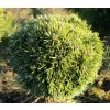 Pinus pseudopumilio 'SŠ Kaktus' - borovice rašelinná