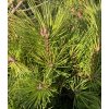 Pinus resinosa 'Watnong' - borovice smolná