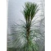 Pinus schwerinii (x) 'Wiethorst' - borovice Schwerinova