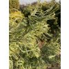 Pinus strobus 'Contorta' - borovice vejmutovka